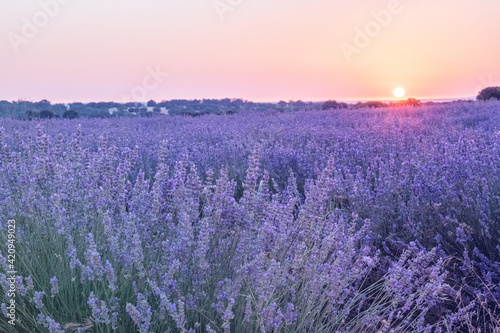 Lavender flowers in a field in the rays of the sun