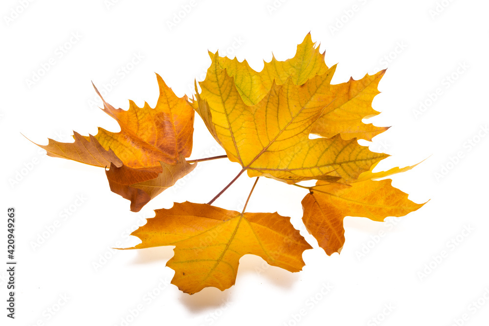 Fototapeta premium autumn leaves isolated