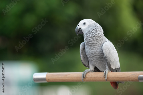 African Gray Bird On Natural Backdrop