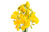 yellow freesia flowers isolated