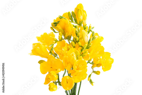 yellow freesia flowers isolated photo