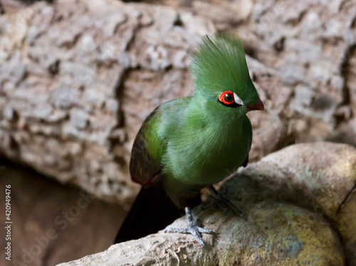 Turaco bird.
  A bird with a long tail, medium-sized green in color. Lives in the forests of Africa. It feeds on juicy fruits.