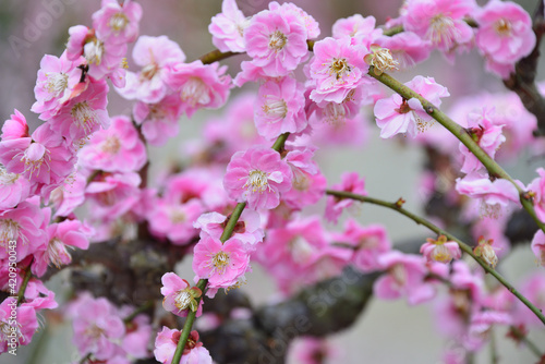 三重県津市に咲くしだれ梅の花