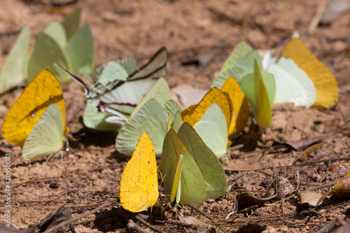 Close-up of some butterflies in the Chapada dos Guimaraes Nationalpark in Mato Grosso, Brazil photo
