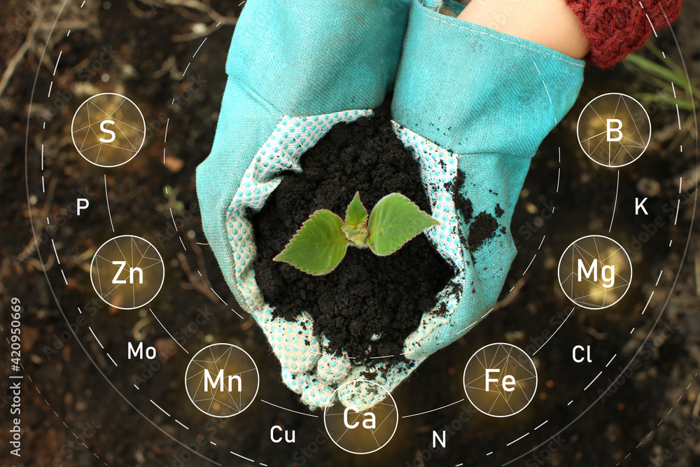 Farmer holding young plant and heap of soil with specified components outdoors, top view - obrazy, fototapety, plakaty 