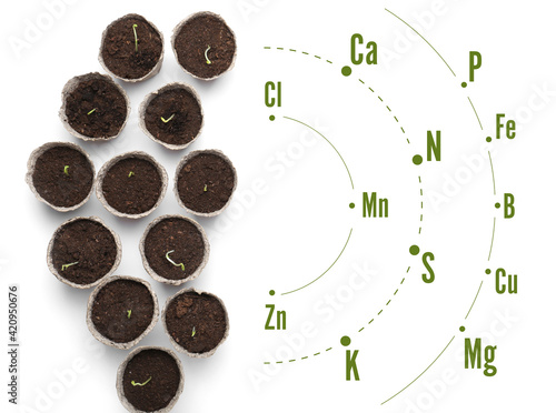 Seedlings growing in peat p...