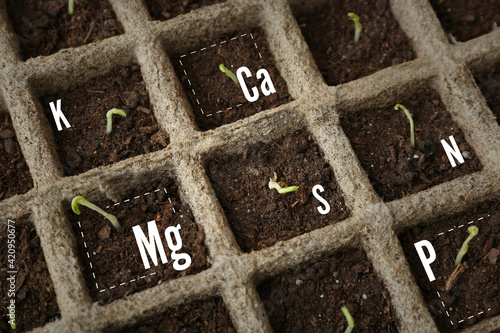 Seedlings growing in enrich...