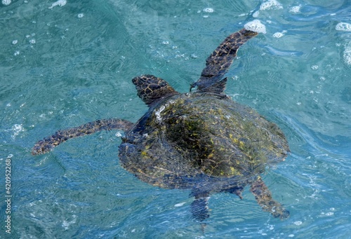green sea turtle swimming in the ocean near poipu beach in kauai, hawaii