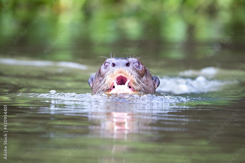 Fototapeta premium Ein in der Frontale schwimmender Riesenfischotter zeigt seine beeindruckenden Zähne
