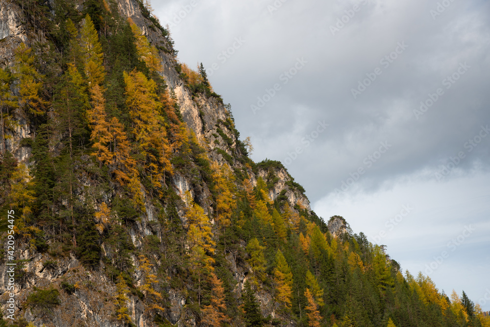 Yellow larches trees glowing on the edge of the rocky mountain. Dolomite alps, autumn landscape Italy Yellow larches trees glowing on the edge of the rocky mountain. Dolomite alps, autumn landscape Italy