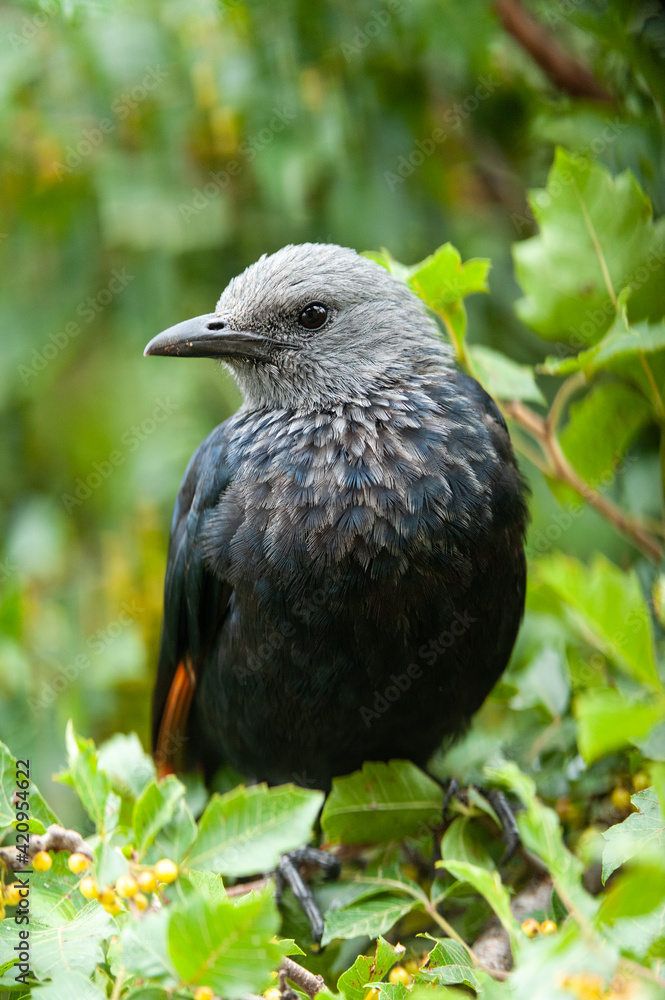 Obraz premium Red winged Starling