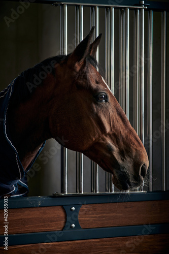 Portrait of young bay horse staying in a modern stable