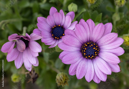 African Cape Daisy