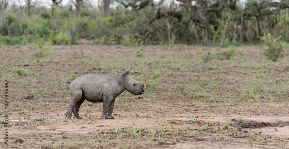 Fototapeta premium White Rhino baby/calf going to the toilet