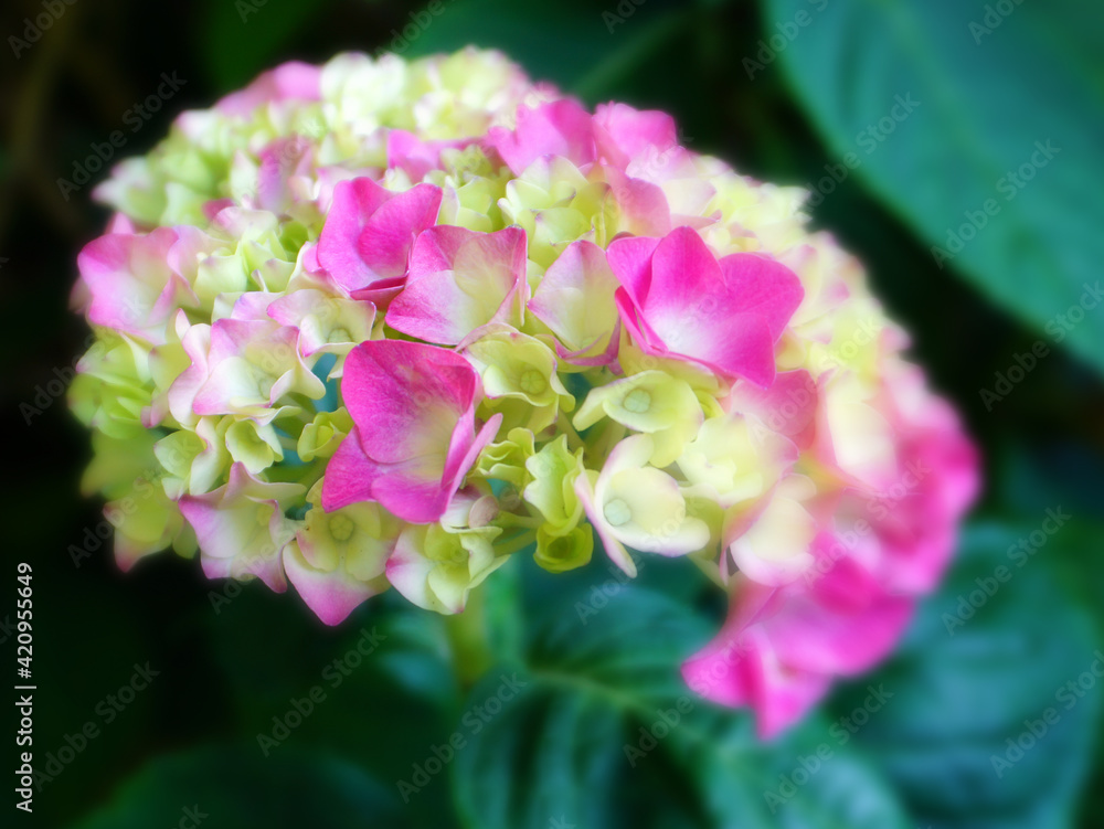Beautiful Hydrangea serrata flowers close up. Common names Mountain hydrangea and Tea of heaven. Beautiful Hydrangea serrata flowers close up. Common names Mountain hydrangea and Tea of heaven.