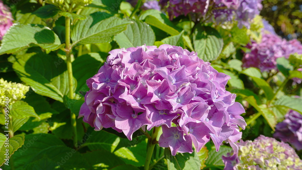 Beautiful Hydrangea serrata flowers close up. Common names Mountain hydrangea and Tea of heaven.