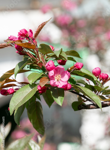 Pink flowers of a blooming apple tree on a sunny day close-up in nature outdoors.