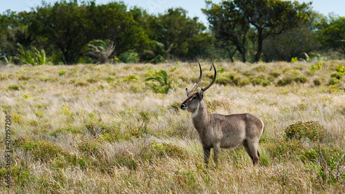 Waterbuck standing side in a grassland photo