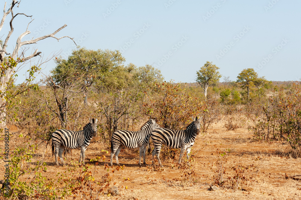 Naklejka premium Zebra walking through dry grassland