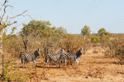 Zebra walking through dry grassland