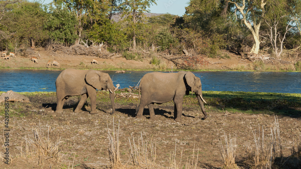 Fototapeta premium Elephant walking next to a river