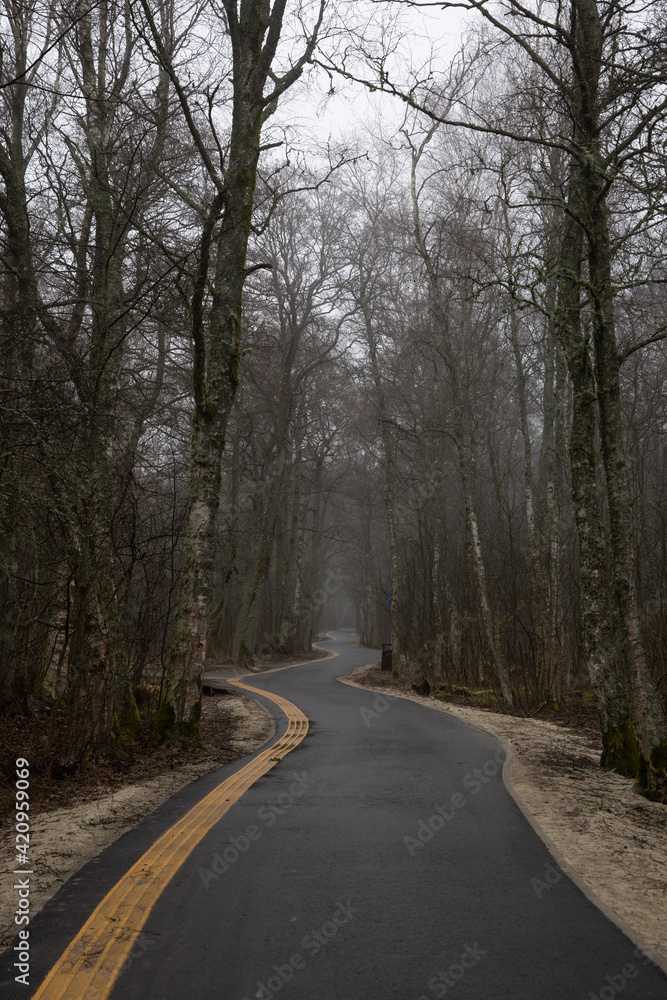 Mystic quiet empty park with big trees and walking path on a cloudy foggy day in Nida. 