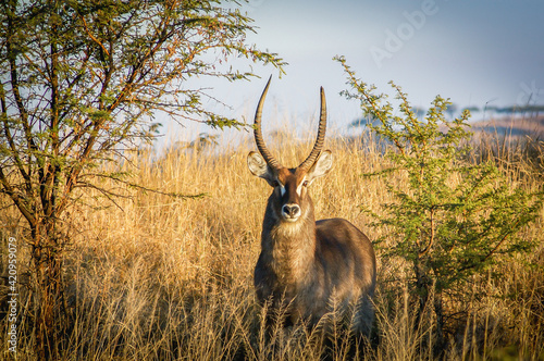 Waterbuck