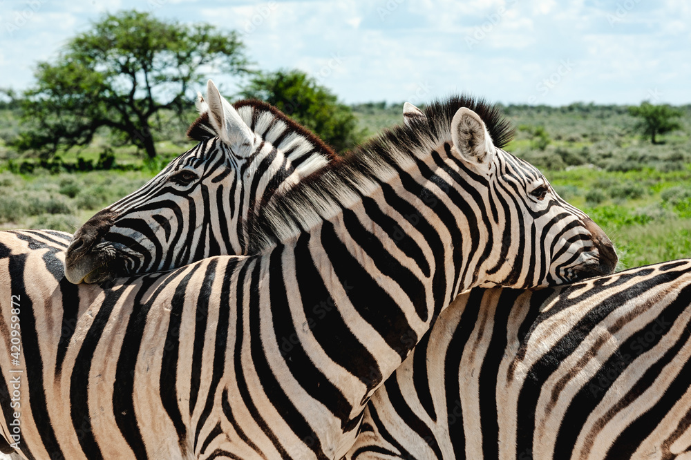 Fototapeta premium two zebra resting their heads on each others neck