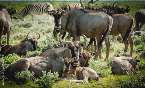 Blue wildebeest and baby