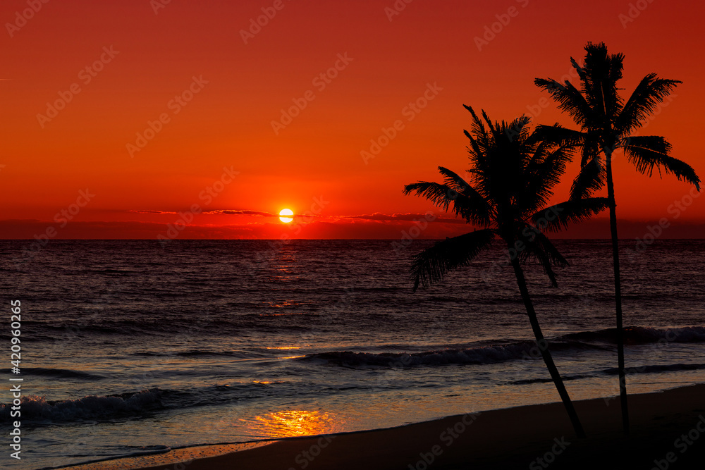 Sunset over ocean with palm trees silhouette.