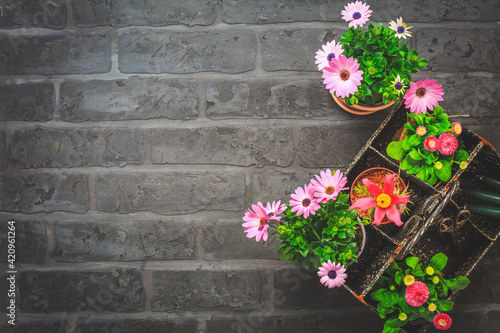 Tool box withpotted spring flowers, gardening tools and flowerpot on black stone background