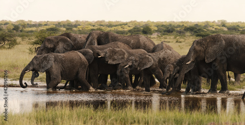 Photography Herd of elephant drinking at a waterhole