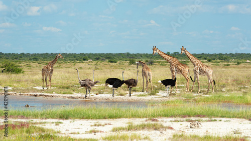 Giraffe and Ostrich interacting © Matthew