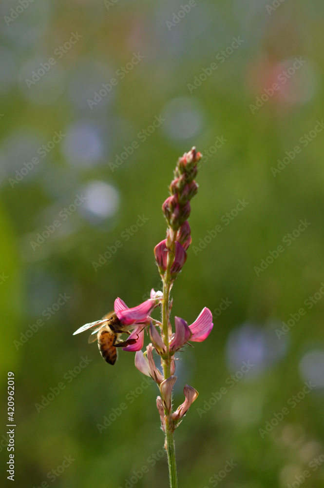 Bee on a pink wildflower in nature pollinating Bee on a pink wildflower in nature pollinating