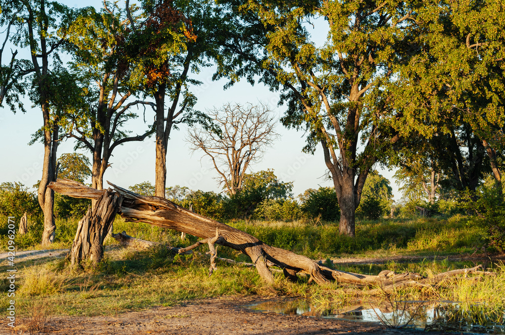 Ταπετσαρία Broken tree branch in the late afternoon sun