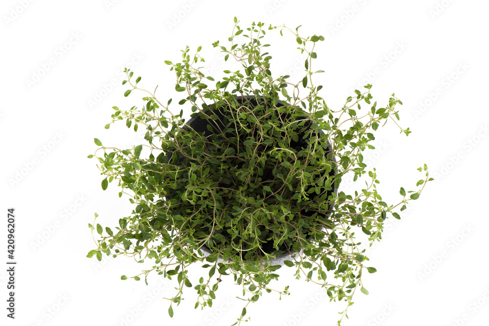 Thyme branch green leaves and trees isolated on white background.top view,flat lay. Thyme branch green leaves and trees isolated on white background.top view,flat lay.