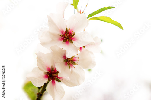 Blossom peach. Spring tree with pink flowers.