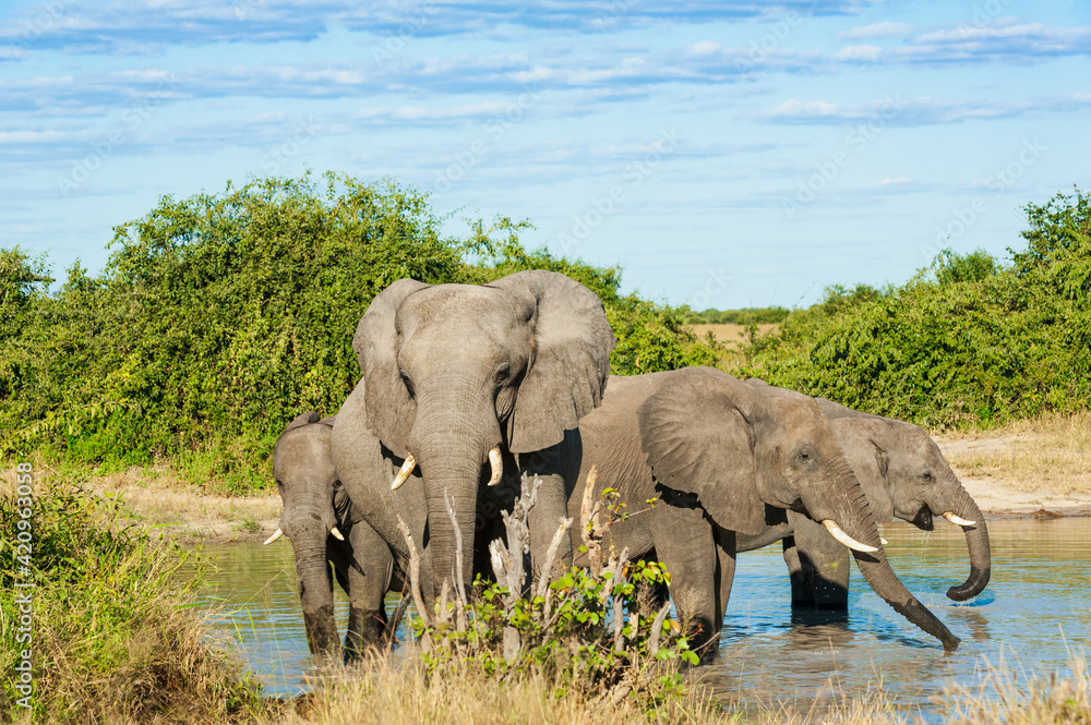 Fototapeta premium Elephants at rest