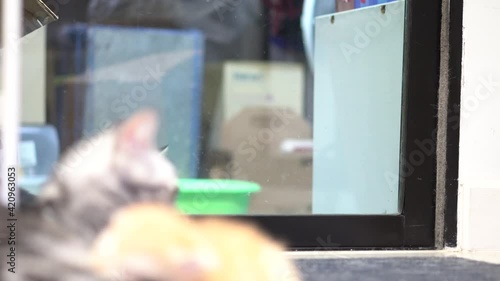 American shorthairs kitten cat is trying to get in through transparent temper glass door to meet their mother