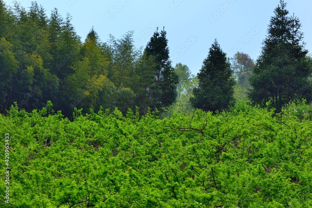 Obraz premium Mountain landscape View Resort.in the Meiyuan Village, Miaoli County,Taiwan.