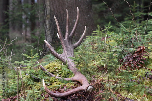 Deer antlers (Cervus elaphus) on the ground . Animals remain in spring