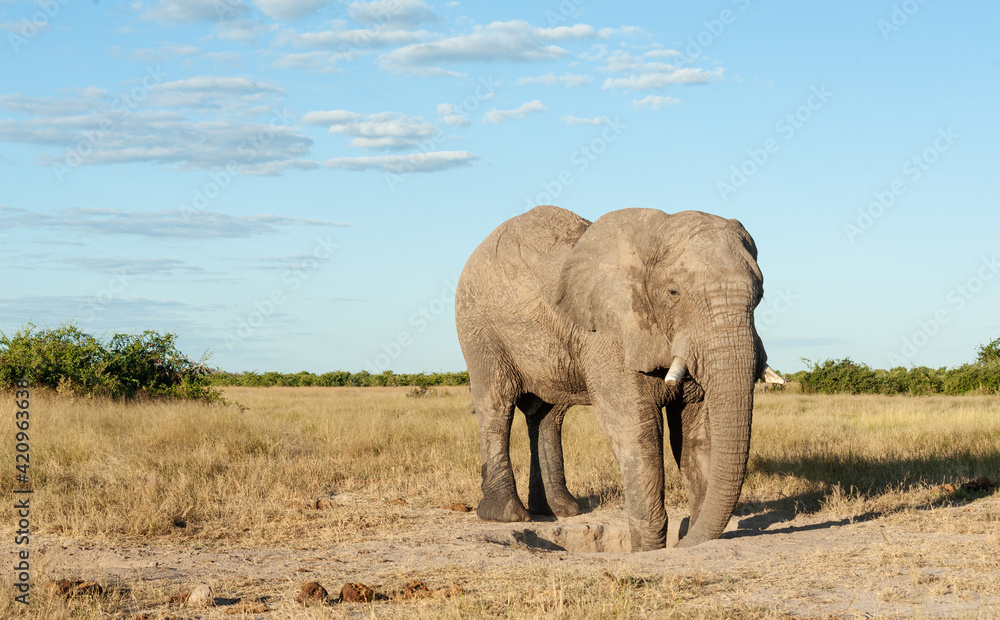 Obraz premium Elephants at rest