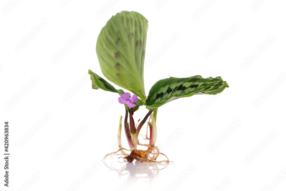 Obraz premium Calathea picturata flower and tree isolated on white background.