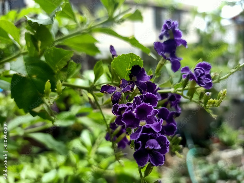 flowers in the garden flowers in the garden
