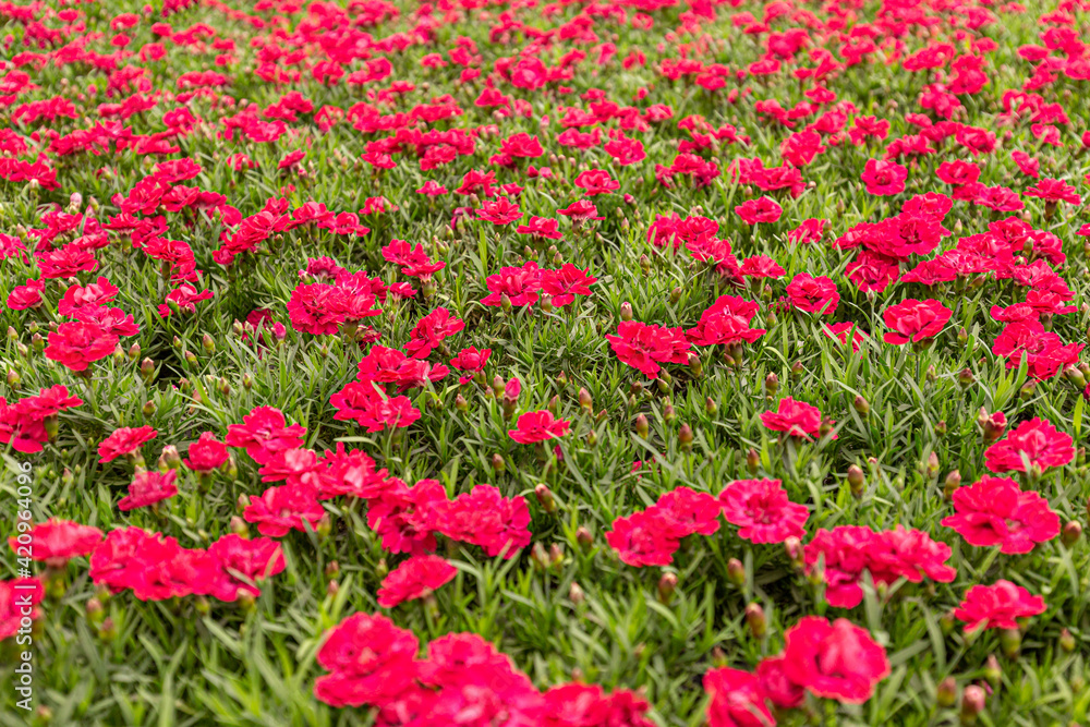 Dianthus flower blooming in garden