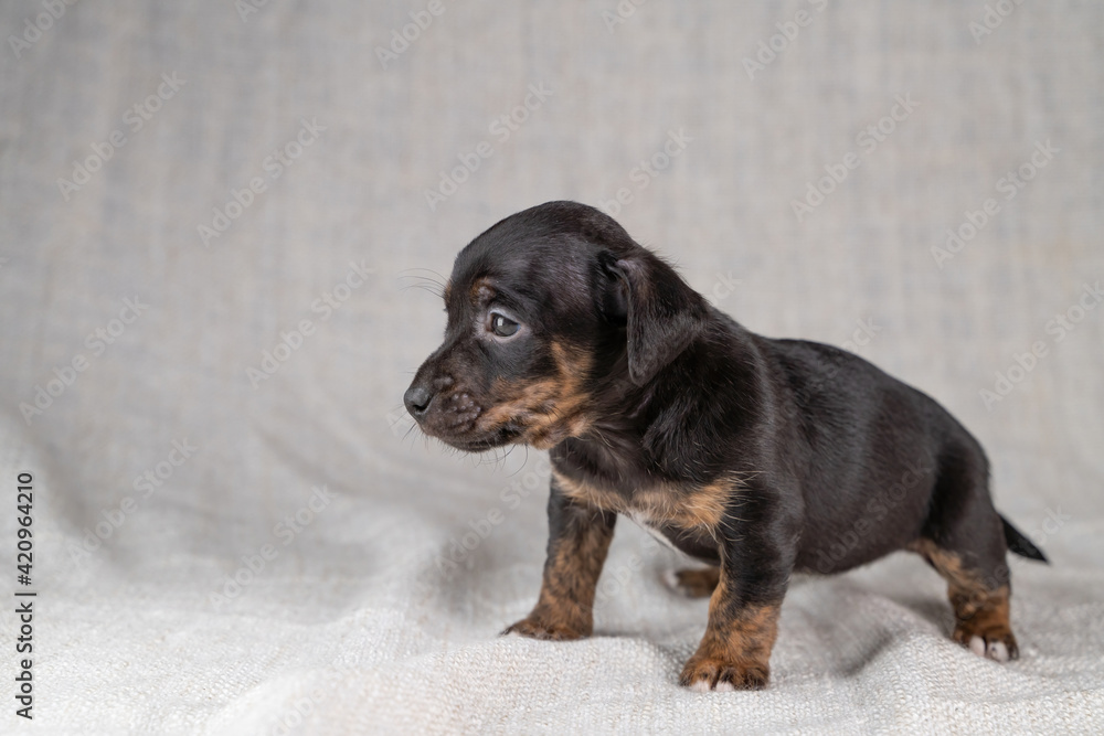 Brown with black Jack Russell Terrier dog puppy. Is looking curiously, seen from the side. Cream colored background