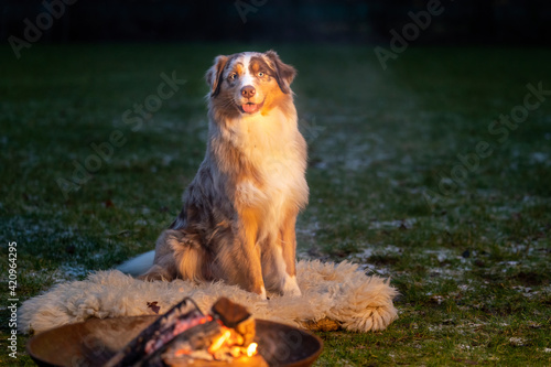Portrait of an Australian Shepherd, by the campfire. Dog sits on fur coat at dusk