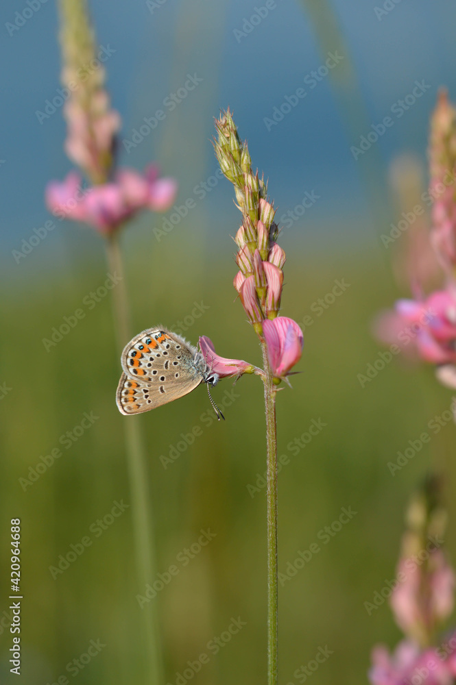 Common blue butterfly on a pink flower closed wings pollinating Common blue butterfly on a pink flower closed wings pollinating