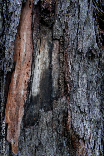 Fototapeta Naklejka Na Ścianę i Meble -  Old Wood Tree Texture Background Pattern