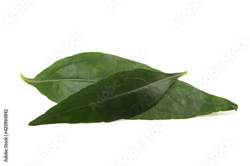 Kariyat or Andrographis paniculata, green leaves isolated on white background.